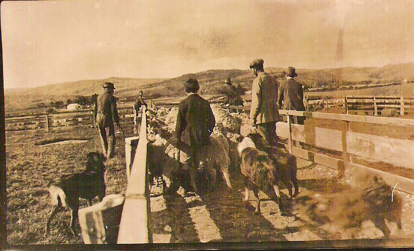 Drafting at Waipori Station, 1918