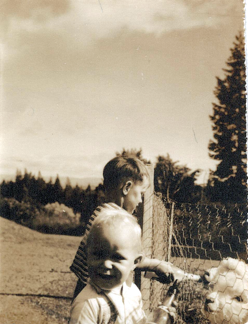 Peter and John Wilson Feeding Lambs, Ashley Downs