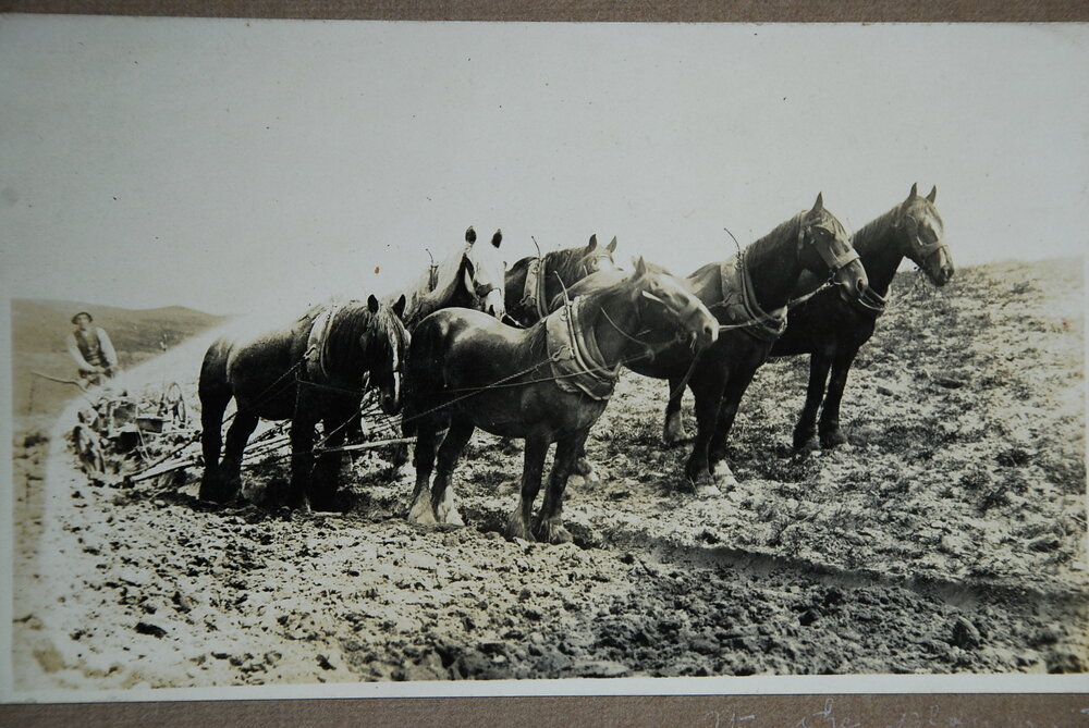 Jack Taylor ploughing with Horse Team