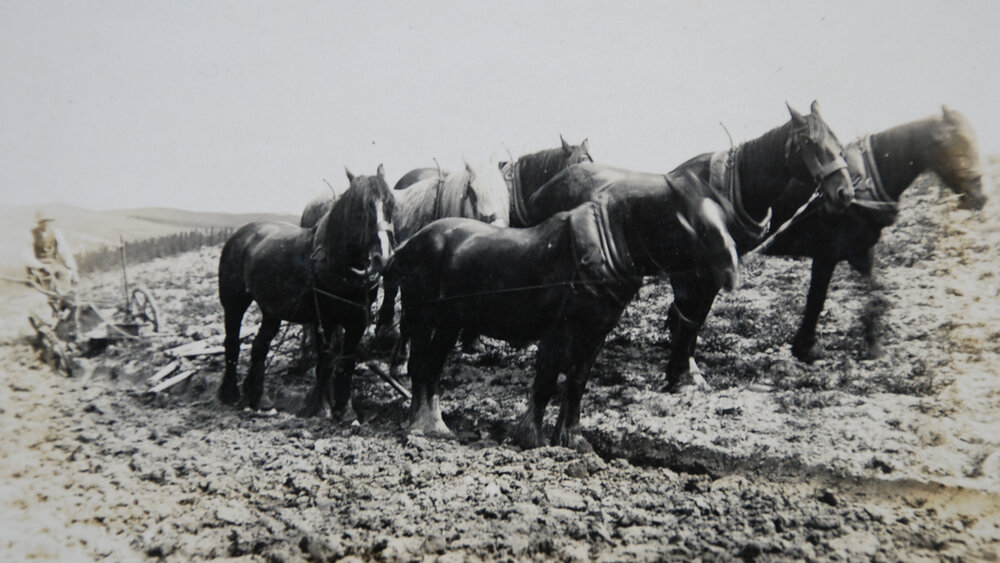 Jack Taylor ploughing with Horse Team