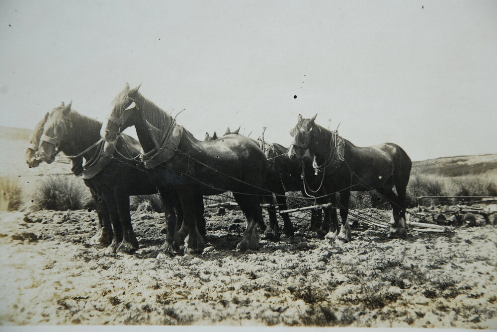 Horse Team and Plough, Ashley Downs