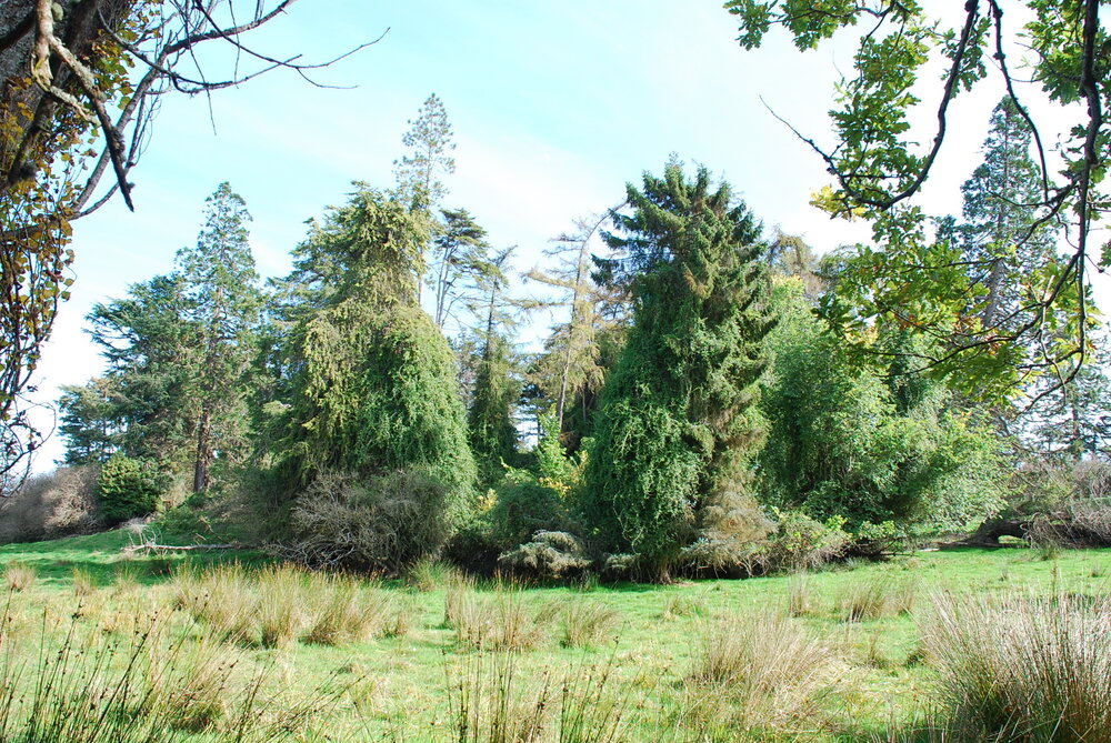 Ornamental Paddock, Ashley Downs