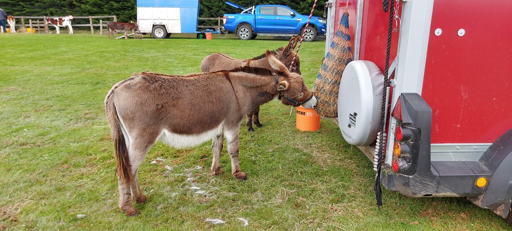 Tokomairiro A&amp;P show 2020