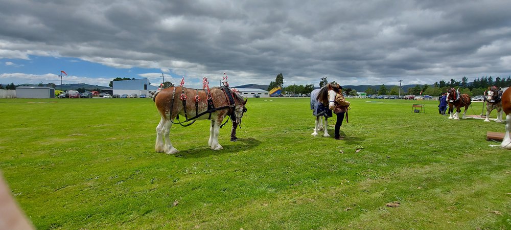 Tokomairiro A&amp;P show 2020