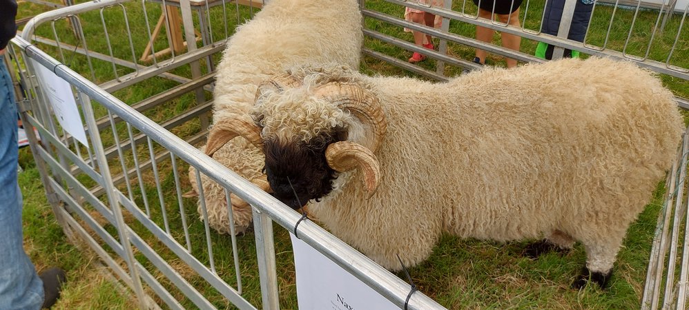 West Otago A&amp;P show 2020