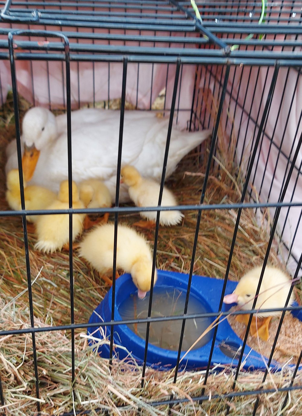 South Otago A&amp;P show 2020