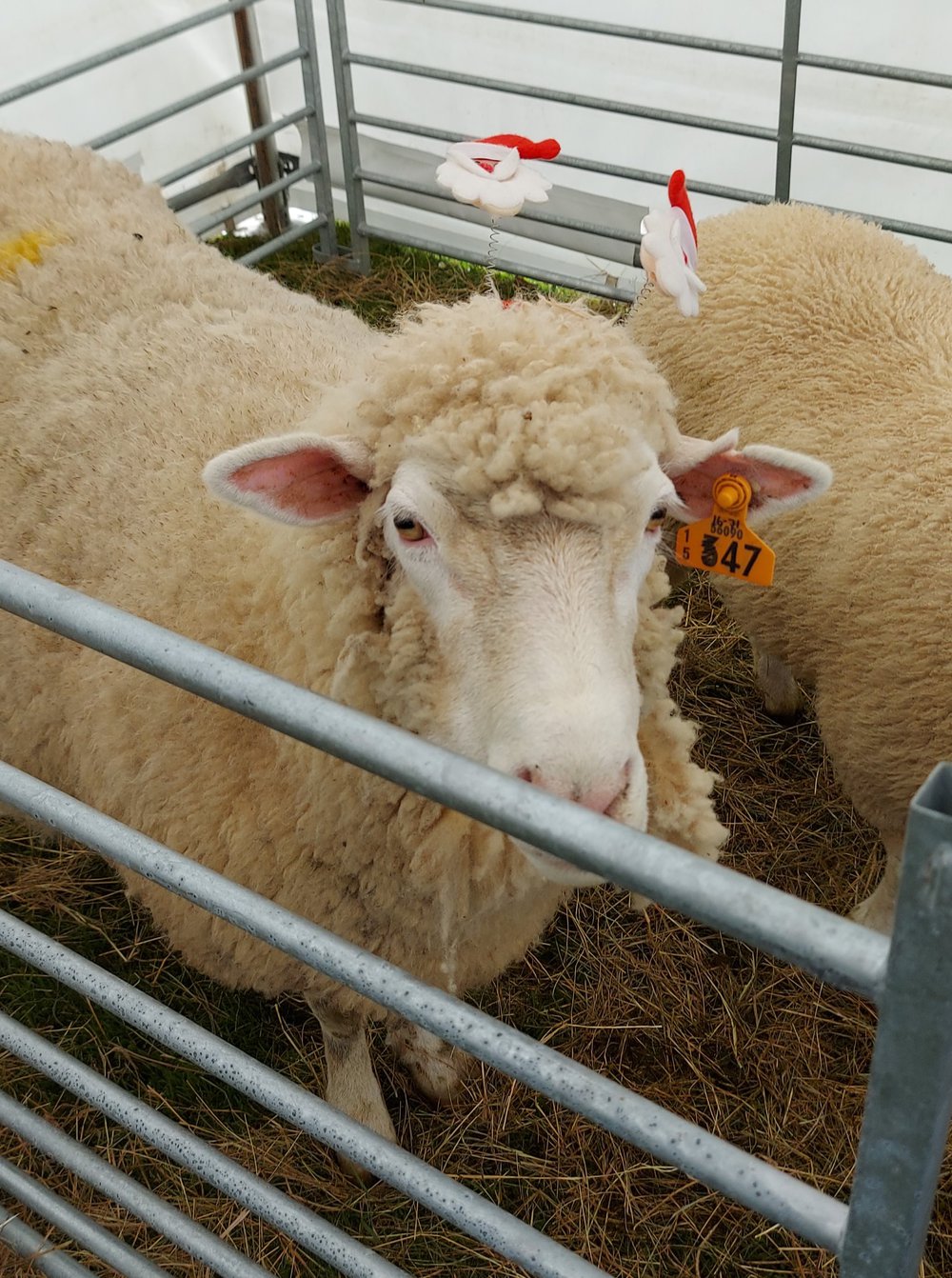 South Otago A&amp;P show 2020