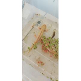 West Otago A&P show 2020