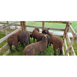 Tokomairiro A&P show 2020