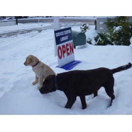 Lawrence Snow June 2013 Dogs playing outside library