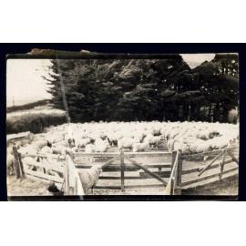 Sheep in Clark's Pen