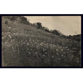 Picking Daffodils at Weatherstons 