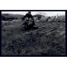 Flax drying in the 'Fibre' paddock Waihola