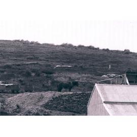 Otago Pioneer Quartz Crushing Company Operations