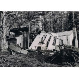 Demolished by a Tree, Waipori Goldfields 