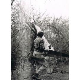 Tree Felling at Lake Mahinerangi