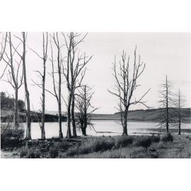 Trees at Edge of Lake Mahinerangi