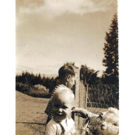 Peter and John Wilson Feeding Lambs, Ashley Downs
