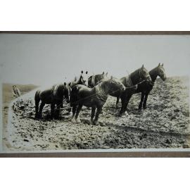 Jack Taylor ploughing with Horse Team