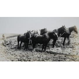Jack Taylor ploughing with Horse Team