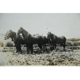 Horse Team and Plough, Ashley Downs