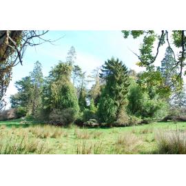 Ornamental Paddock, Ashley Downs